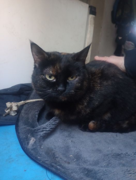 Черри 1,5 г стерилизованная с ЗБД