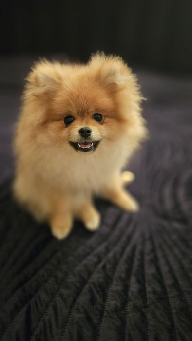 Szpic miniaturowy xs pomeranian samiec