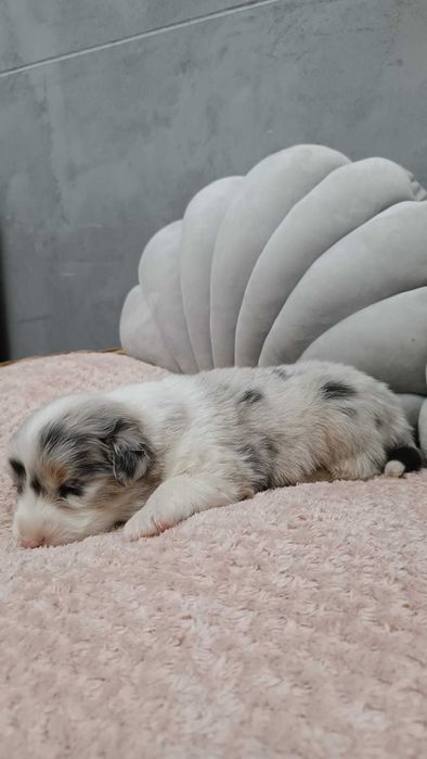 Owczarek Australijski - Sunia niebieskooka – Blue Merle- rezerwacja.