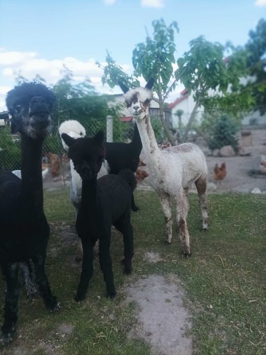 Alpaka szara samica z cria