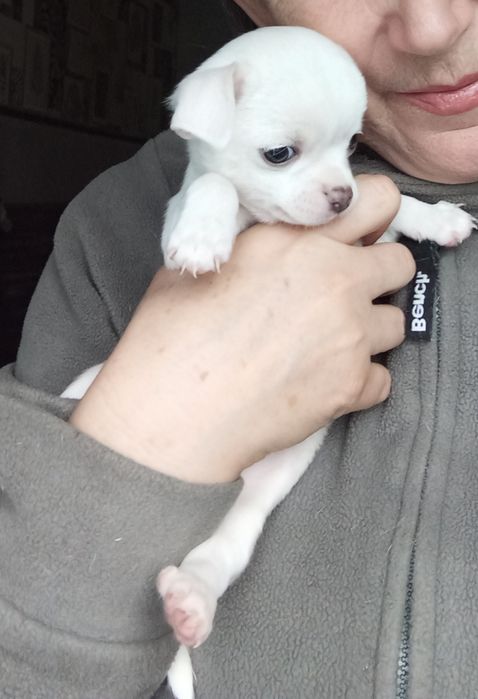 Щенки Чихуахуа - найкращий подарунок.