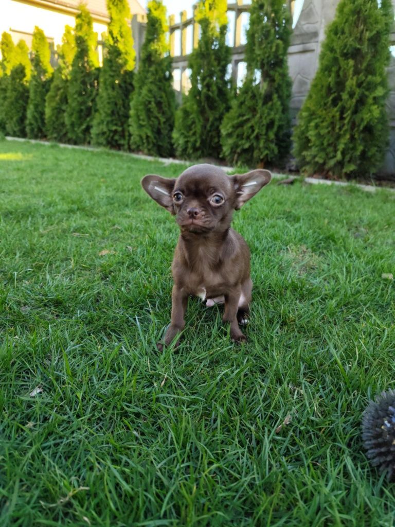 Czekoladowy chłopiec Chihuahua gotowy do zmiany domku