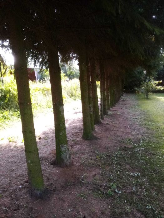 Oddam drewno za darmo po dokonanej wycince