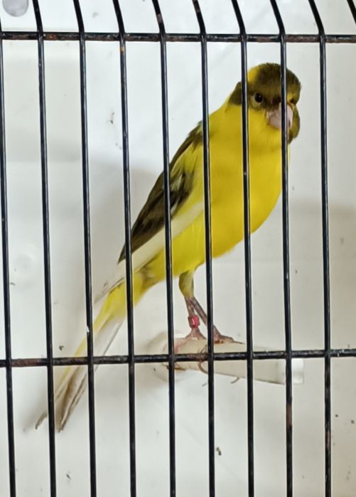 Canários de excelente qualidade para exposições a partir de 20€