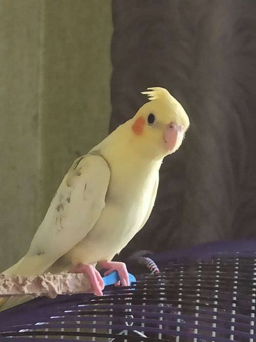 Продаются такие малыши всем по 2 месяца. 1. 1500 пара за 3000,