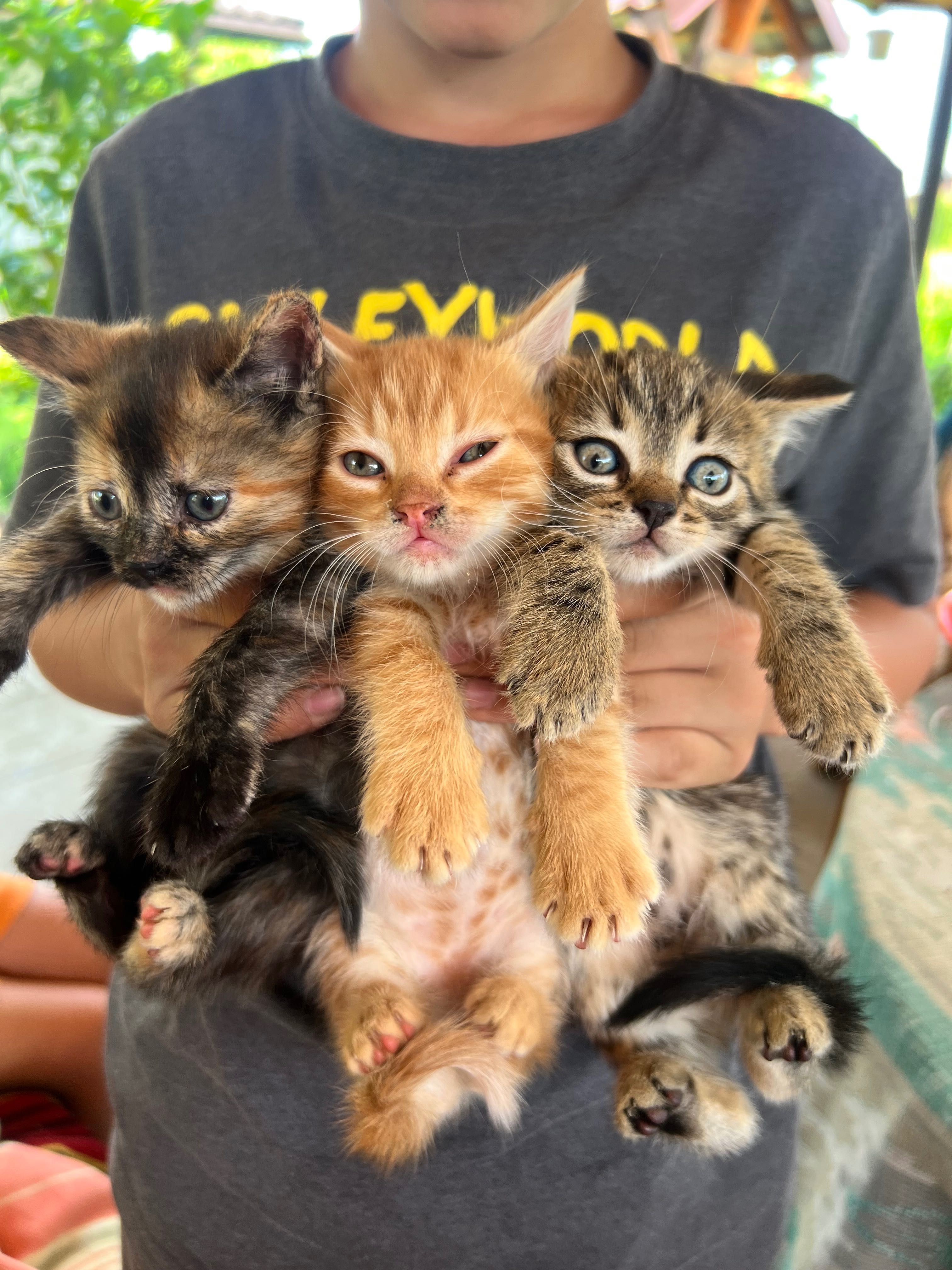 Котики Стрий Безкоштовно!!!