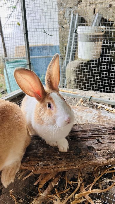 Vendo Coelhos machos e fêmeas
