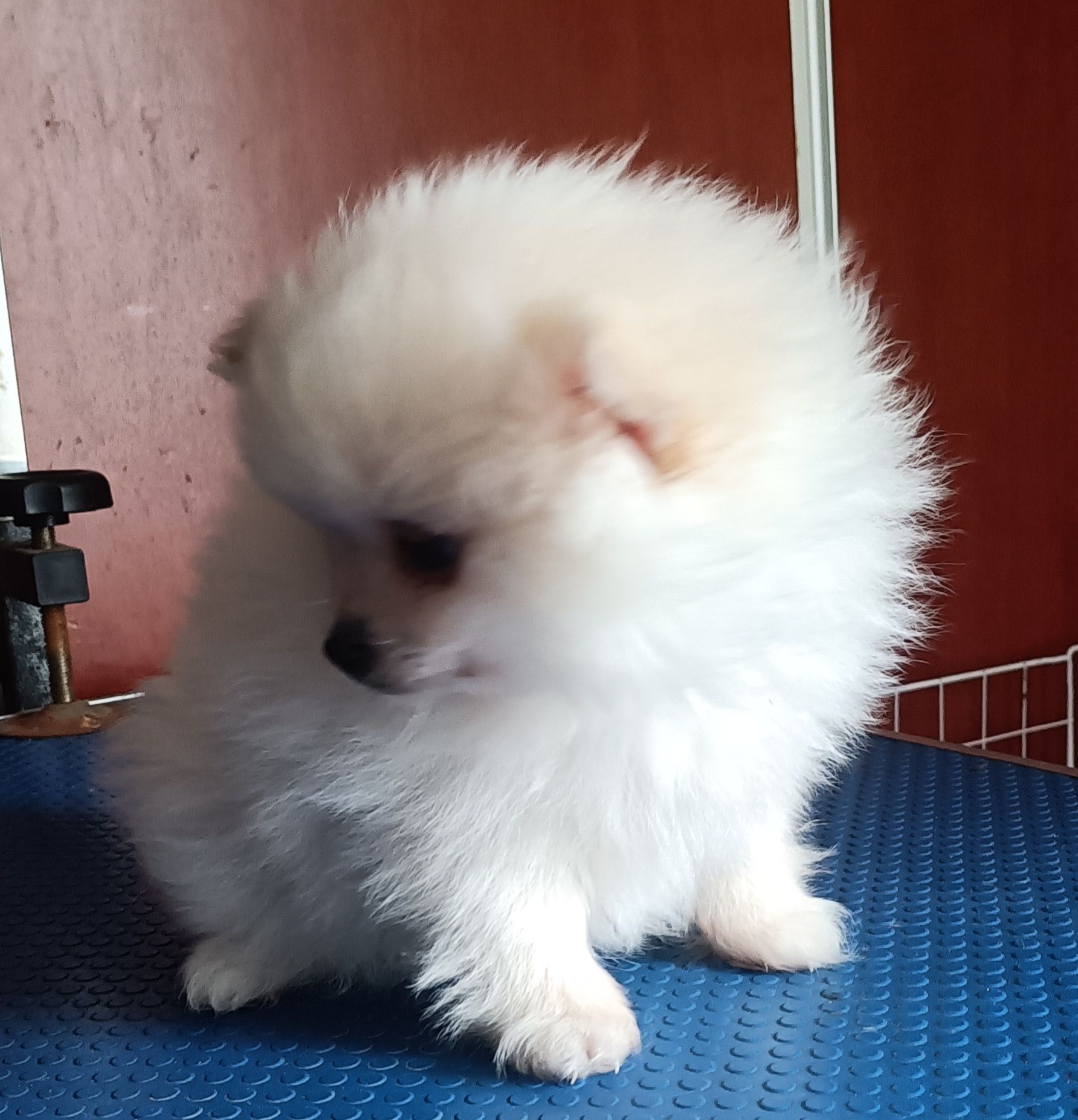 Spitz Alemão anão