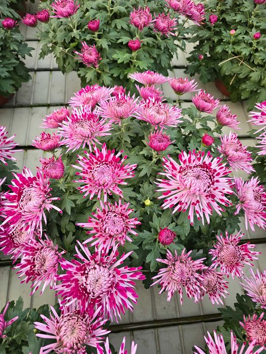 Piękne chryzantemy, sprzedaż prosto od ogrodnika.