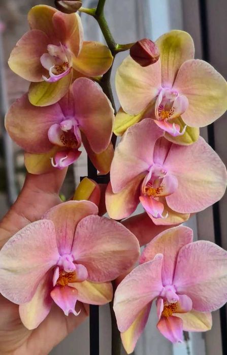 Орхідея Рожева гарна