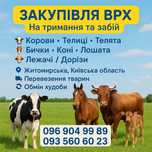 Продам Корови телиці телята бичкі коні лошата перевезення Тварин