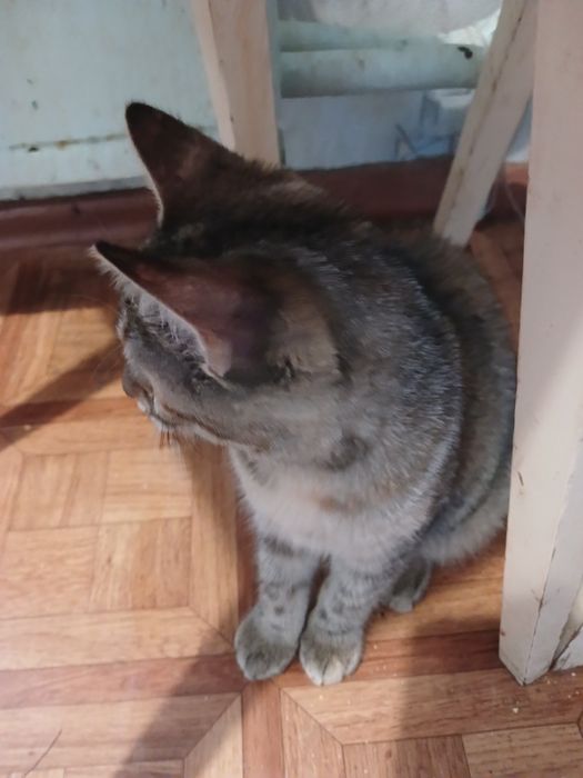 Кішечка з цікавим забарвленням.(2 мес.)