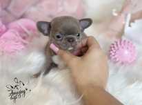 *** lilac *** cudowny chlopczyk chihuahua