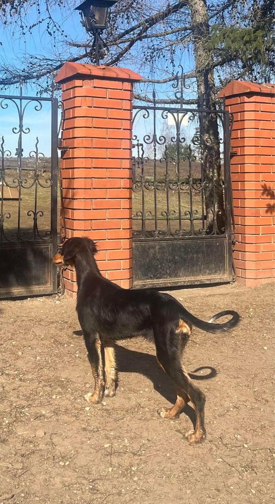 Chart perski saluki