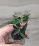 Хойя Hoya Leucantha та ін.