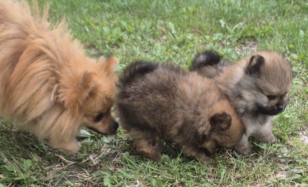 Suczka pomeranian bardzo przytulaśna