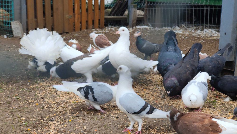 Gołębie rasowe ozdobne