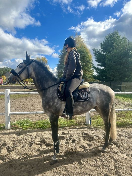 Na sprzedaż WYJĄTKOWY siwy wałach 5 lat