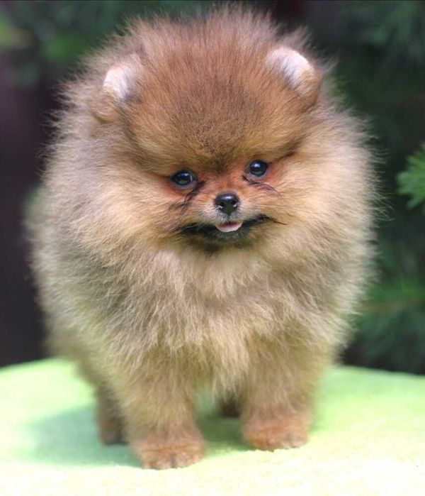 Spitz Alemão Anão ou Lulu da Pomerânia FEMEA LARANJA LOP e AFIXO