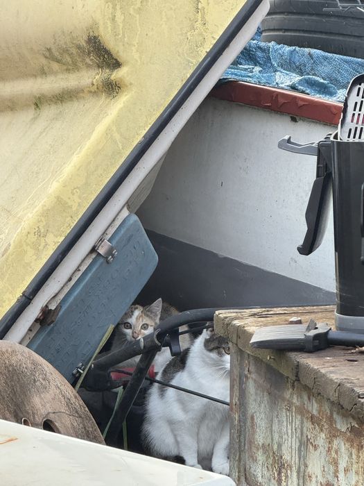Potrzebna pomoc dla malego kota wolnożyjącego