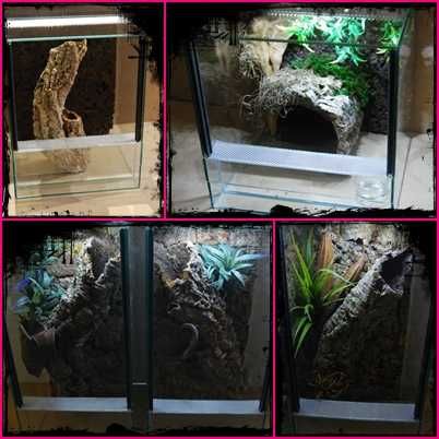 TERRARIUM 30/30/30 cm LIZARD shop