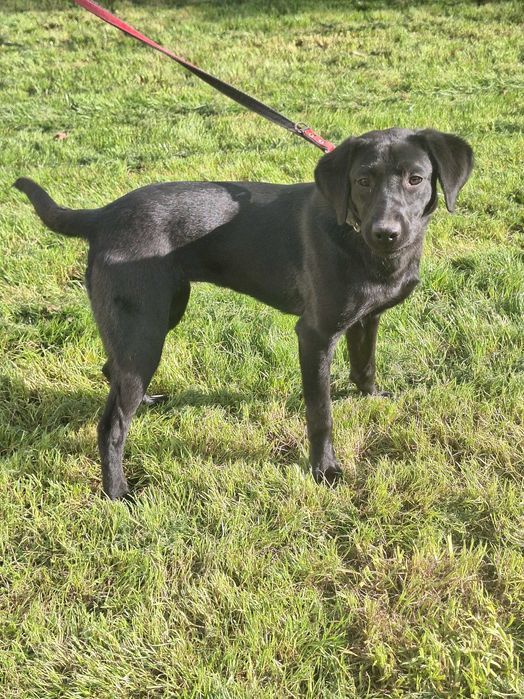 Lablador piękna suczka oddam