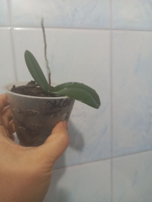 Орхідеї  різні кольори, дітки)