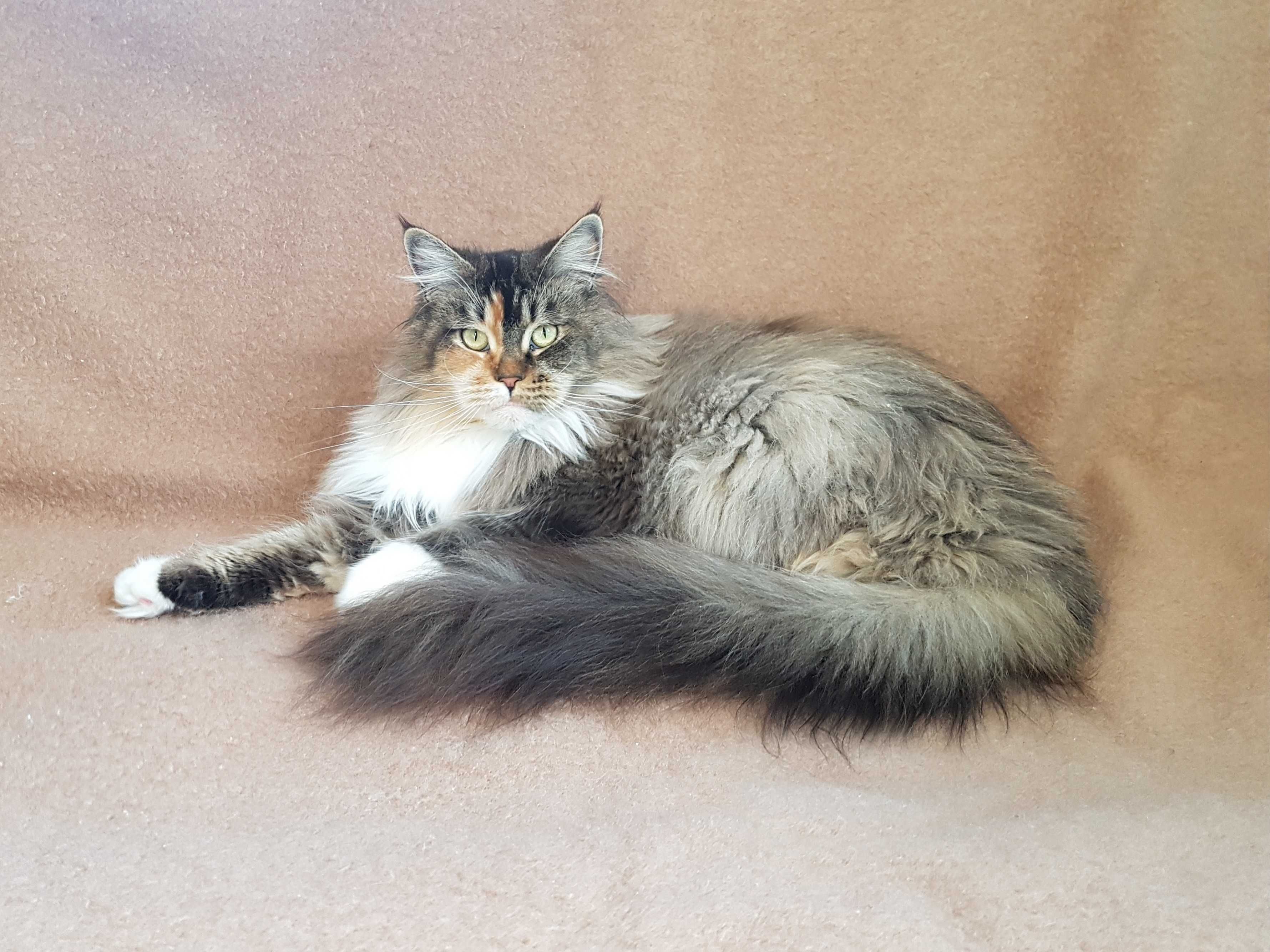 MAINE COON - koteczka ROMINA (po sterylizacji) - rodowód FPL/FIFE