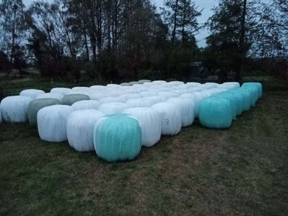 Bele siana i sianokiszonki