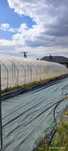 Tunel foliowy  7*30