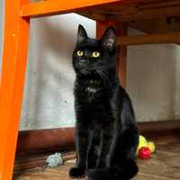 Кошеня чорне дівчинка кішка чорна киця даром бесплатно