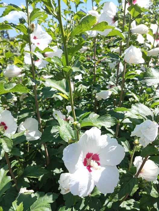 Продам саженцы гибискуса.,2 вида.