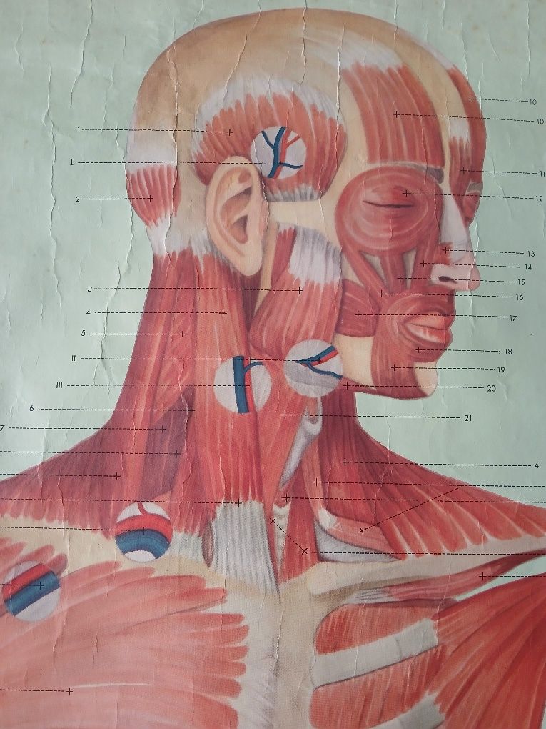 Mapa Músculos do corpo humano  antigo