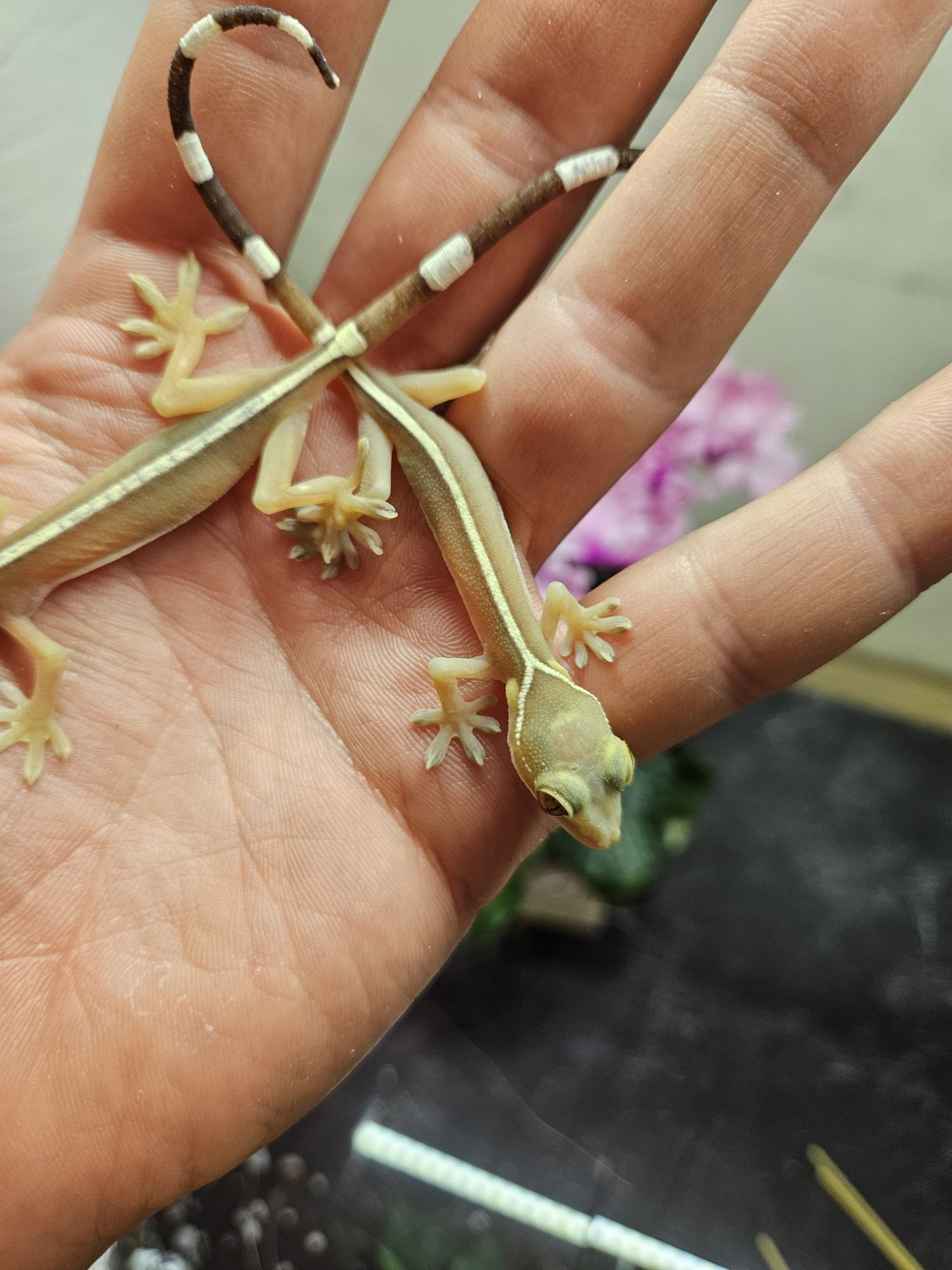 Gekon czekoladowy - gekko vittatus. Maluchy