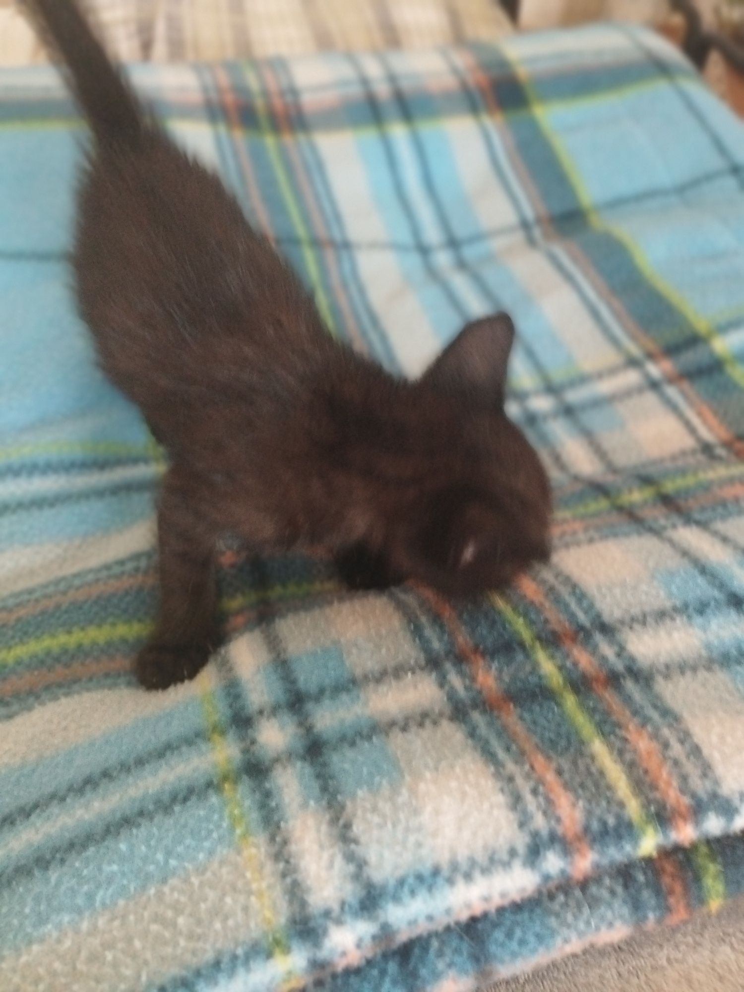 Dou gatinhos pequenos