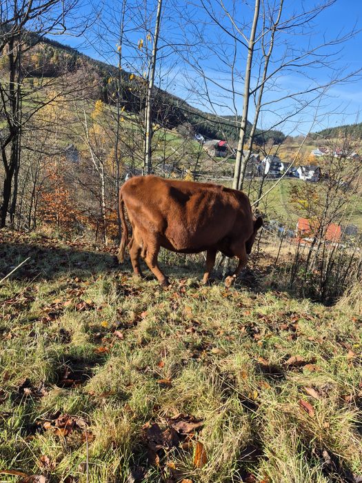 Krowa cielna sprzedam