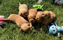 Golden Retriever Złoty