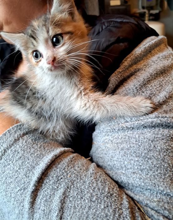 Oddam kociczkę w dobre ręce