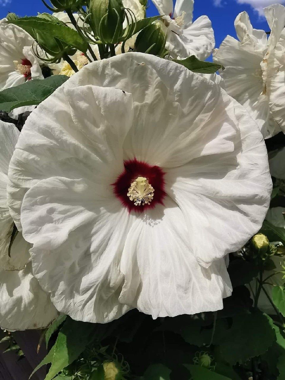 Hibiskus bagienny - MEGA KOLEKCJA - olbrzymi kwiat