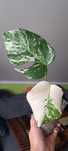 Monstera variegata