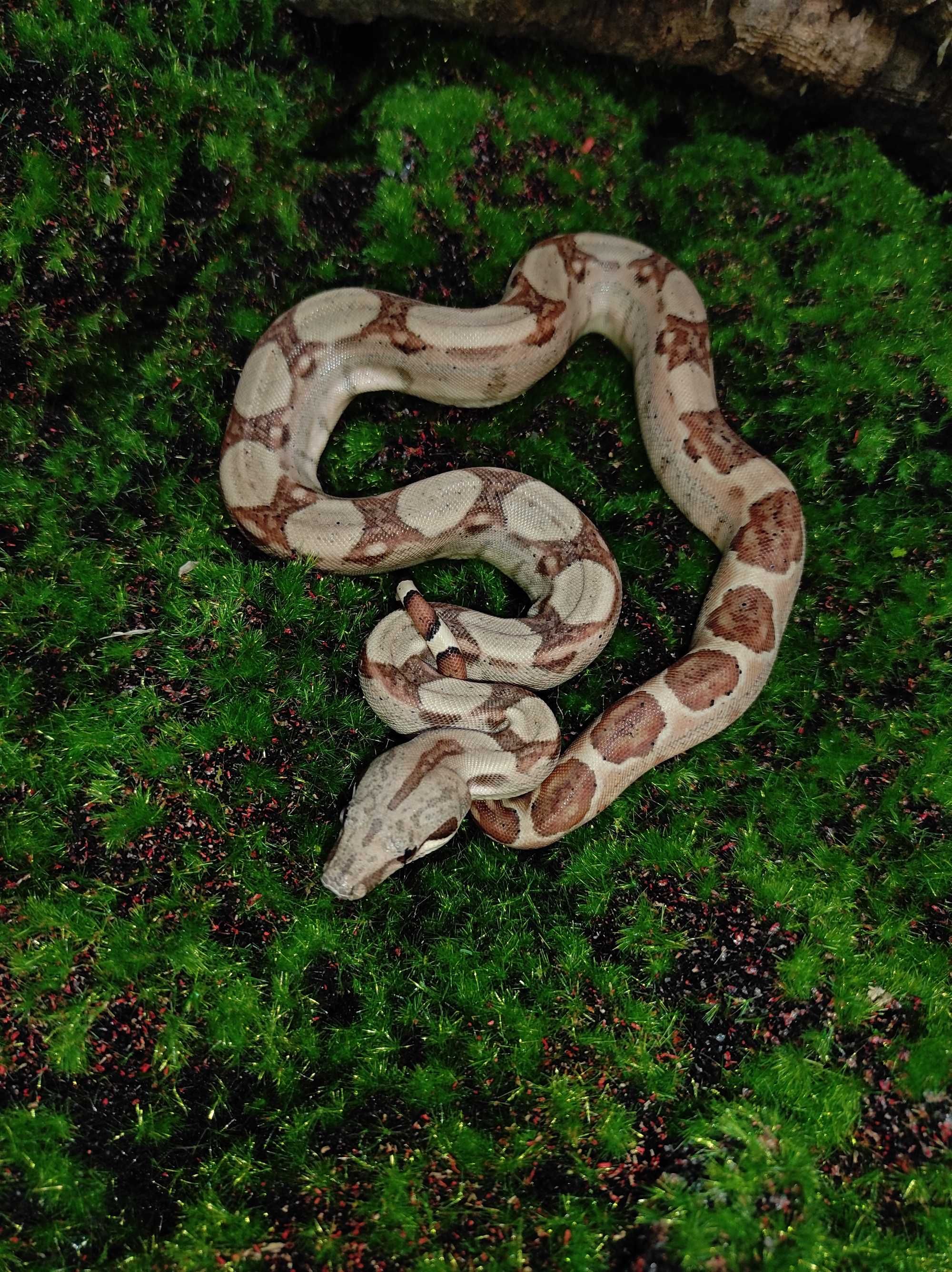 Wąż/węże zbożowe