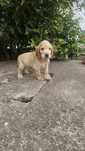 Cocker spaniel dourado