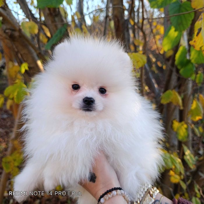 Szpic miniaturowy.Tylko dla Ciebie . Wyjątkowy pomeranian.