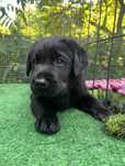 Labrador Retriever szczeniak ZKwP FCI