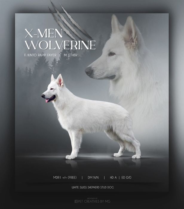 Biały Owczarek Szwajcarski zapowiedź miotu