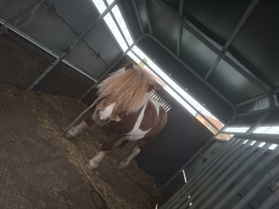 Lindo pónei shetland