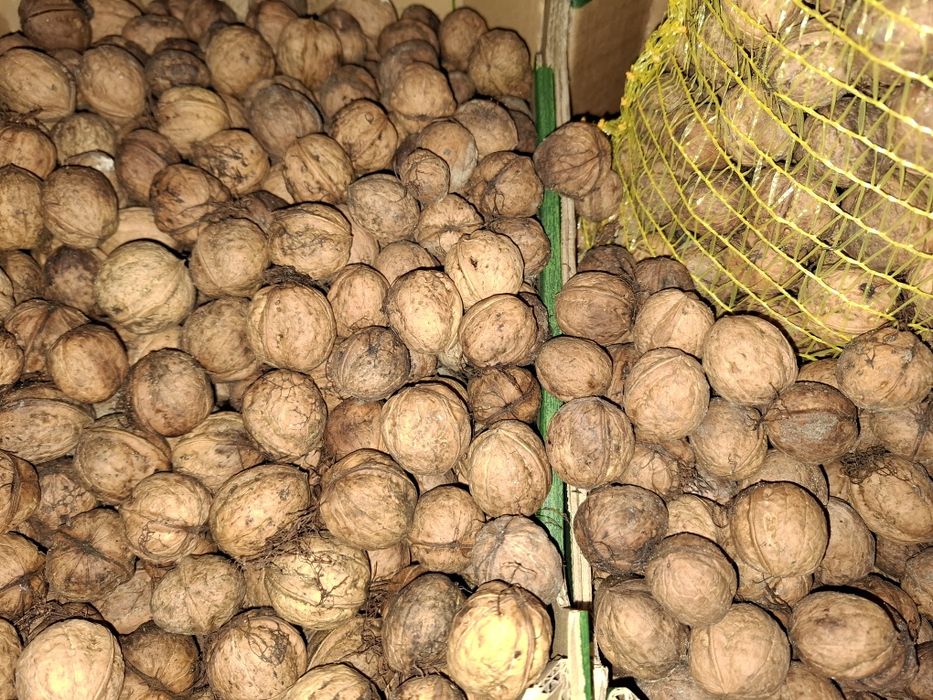 Orzechy włoskie 10kg ekologiczne