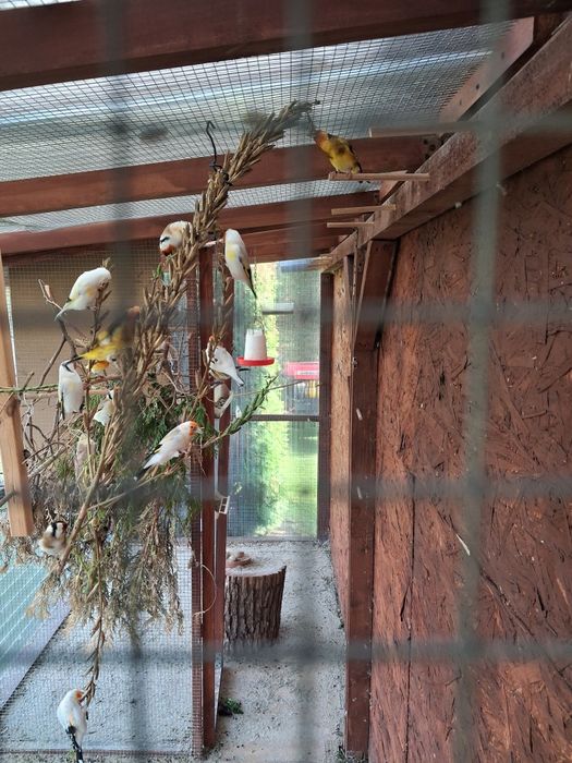 Sprzedam szczygły syberyjskie