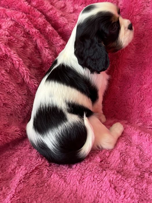 Sunia tricolor - Cavalier King Charles Spaniel