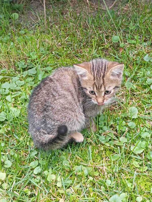 Маленькі кошенята кошенятко котеня кицька кішечка киця кошеня котики
